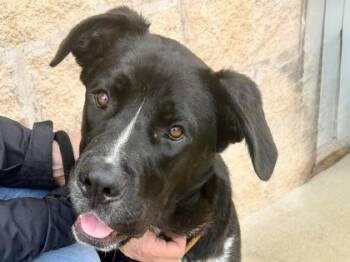 Mixed Breed Dogs Available for Adoption in Georgetown, Texas - Sage | PetCurious