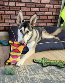 Callie -  German Shepherd Dog and Husky Dog for Adoption in Los Angeles, California - Callie | PetCurious