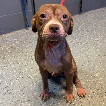 TUSC-Stray-85393 -  Pit Bull Terrier and Mixed Breed Dog for Adoption in Tuscaloosa, Alabama - TUSC-Stray-85393 | PetCurious