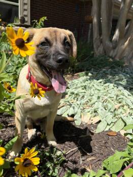 Henry -  Hound Dog for Adoption in Fort Worth, Texas - Henry | PetCurious
