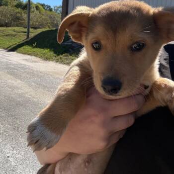 Pal -  Corgi and Mixed Breed Dog for Adoption in Montgomery, Alabama - Pal | PetCurious