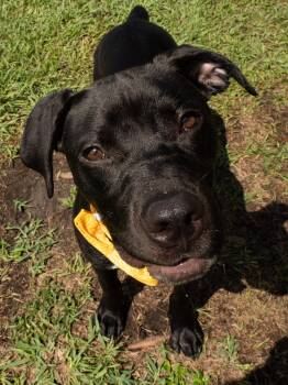 Mack -  Mixed Breed Dog for Adoption in Myrtle Beach, South Carolina - Mack | PetCurious