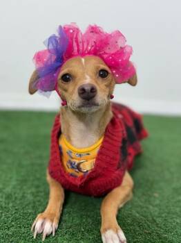 Chihuahua and Mixed Breed Dogs Available for Adoption - Holly | PetCurious