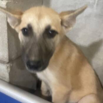 Jade -  Shepherd and Mixed Breed Dog for Adoption in Palestine, Texas - Jade | PetCurious
