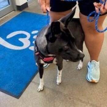 YORK-Stray-16378 -  Mixed Breed and Husky Dog for Adoption in York, Pennsylvania - YORK-Stray-16378 | PetCurious