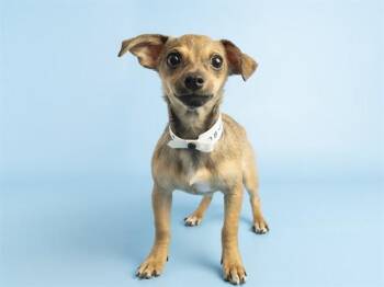 Chihuahua and Mixed Breed Dogs Available for Adoption in Phoenix, Arizona - MOON | PetCurious
