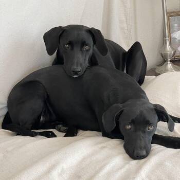 Astrid and Elin -  Black Labrador Retriever and Hound Dog for Adoption in Burlington, North Carolina - Astrid And Elin | PetCurious