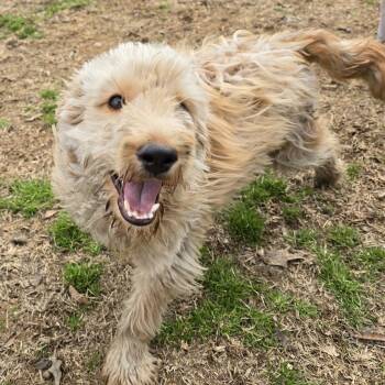 Golden Retriever Dogs Available for Adoption - Twizzler | PetCurious