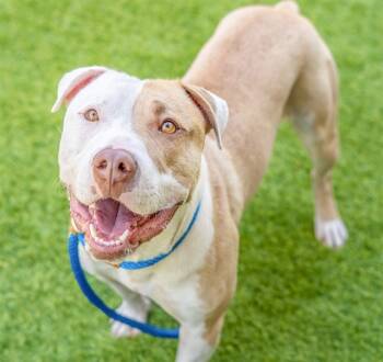 Rescue Pit Bull Terrier and Mixed Breed Dogs for Adoption in San Jose, California - ENZO | PetCurious