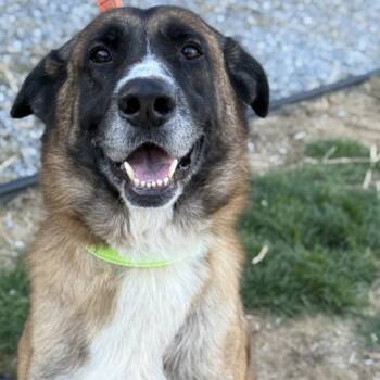 Rescue German Shepherd Dog and Mixed Breed Dogs for Adoption in Pittsford, Vermont - Rick | PetCurious