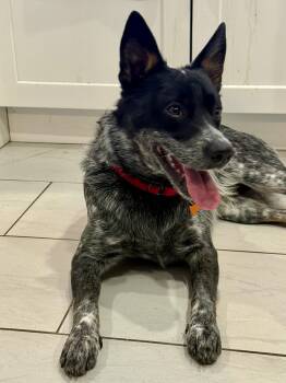 Australian Cattle Dog Blue Heeler Dogs Available for Adoption - Bear | PetCurious