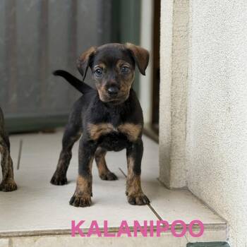 Kalanipoo -  Mixed Breed Dog for Adoption in Keaau, Hawaii - Kalanipoo | PetCurious
