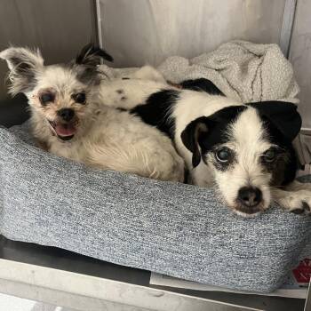 Tuffy -  Jack Russell Terrier and Mixed Breed Dog for Adoption in Northbrook, Illinois - Tuffy | PetCurious
