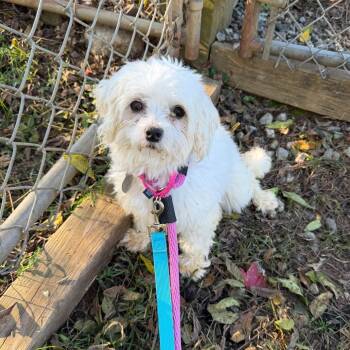 Mabel -  Maltese Dog for Adoption in Phoenixville, Pennsylvania - Mabel | PetCurious