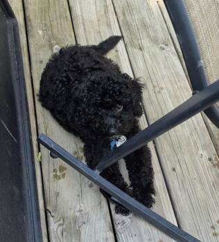 Bart -  Poodle and Bernese Mountain Dog Dog for Adoption in Marine City, Michigan - Bart | PetCurious