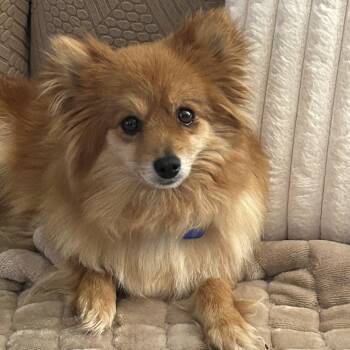 Talia -  Pomeranian Dog for Adoption in Festus, Missouri - Talia | PetCurious
