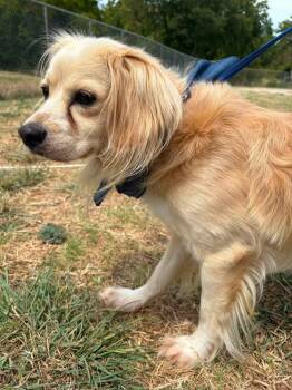 26-104 Ollie "Coming Soon!" -  Cocker Spaniel and Spaniel Dog for Adoption in Richardson, Texas - 26-104 Ollie "Coming Soon!" | PetCurious