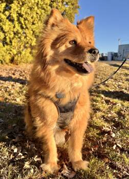 Sable -  Chow Chow Dog for Adoption in Seattle, Washington - Sable | PetCurious