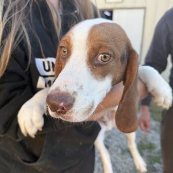 Rescue Beagle Dogs for Adoption in Nowata, Oklahoma - Linus | PetCurious