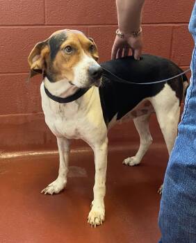 Rescue Treeing Walker Coonhound and Hound Dogs for Adoption in Hot Springs, Virginia - Rosa | PetCurious