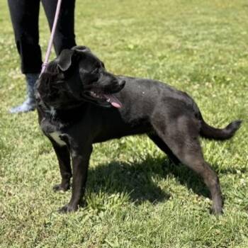 Sophie Ann -  Black Labrador Retriever Dog for Adoption in Sequatchie, Tennessee - Sophie Ann | PetCurious