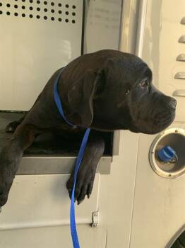 Cane Corso Dogs Available for Adoption in San Jose, California - SARDINE | PetCurious