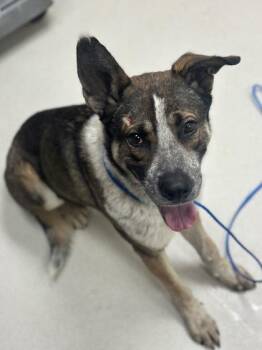 Akita and Shepherd Dogs Available for Adoption - Krypto | PetCurious