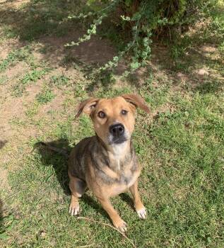 Jewel -  German Shepherd Dog Dog for Adoption in Bisbee, Arizona - Jewel | PetCurious
