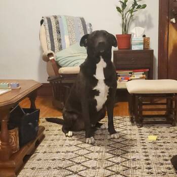 Rescue Mixed Breed Dogs for Adoption in Rochester, Minnesota - BD | PetCurious