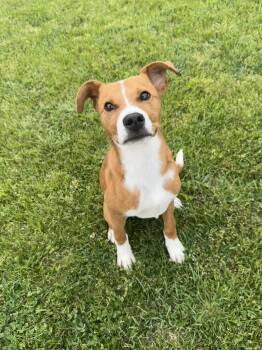 Mixed Breed and Shepherd Dogs Available for Adoption in Indian Springs Village, Alabama - Copper | PetCurious