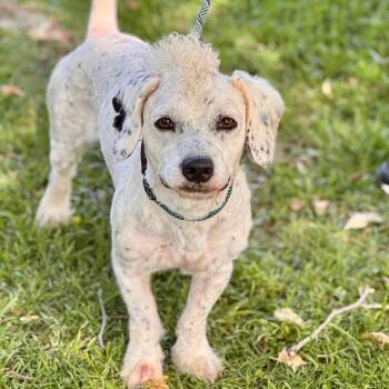 Poodle Dogs Available for Adoption in Chino Hills, California - Leo - Chino Hills Location | PetCurious