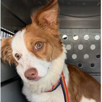 Jenny -  Mixed Breed Dog for Adoption in Larkfield-wikiup, California - Jenny | PetCurious