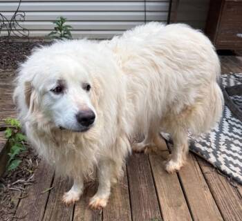 Mia -  Great Pyrenees Dog for Adoption in Claremont, North Carolina - Mia | PetCurious
