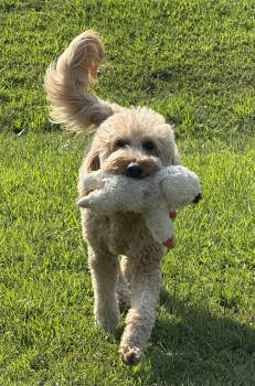 Hazel -  Goldendoodle Dog for Adoption in Baker, Louisiana - Hazel | PetCurious