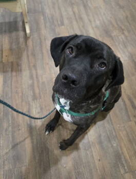 Rescue Mastiff Dogs for Adoption in Chambersburg, Pennsylvania - Fernie *Courtesy Post* | PetCurious