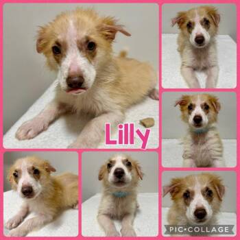 Lilly -  Mixed Breed Dog for Adoption in Opelika, Alabama - Lilly | PetCurious