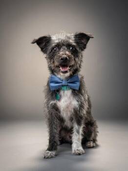 Ollie -  Miniature Schnauzer and Poodle Dog for Adoption in Houston, Texas - Ollie | PetCurious