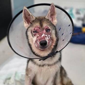 Yukon -  Siberian Husky Dog for Adoption in Tampa, Florida - Yukon | PetCurious