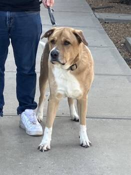 DARRELL -  Mixed Breed Dog for Adoption in Dallas, Texas - DARRELL | PetCurious