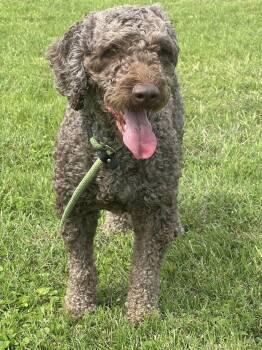 Spanish Water Dog Dogs Available for Adoption in Temple, Texas - Winston | PetCurious
