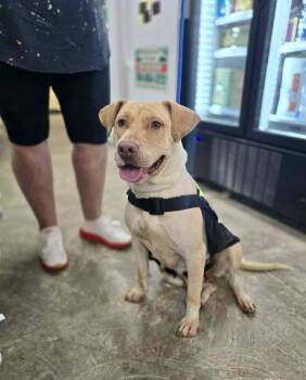 Kimmie -  Labrador Retriever Dog for Adoption in Pottstown, Pennsylvania - Kimmie | PetCurious