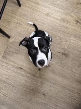 Chris -  Pit Bull Terrier Dog for Adoption in Irwin, Pennsylvania - Chris | PetCurious