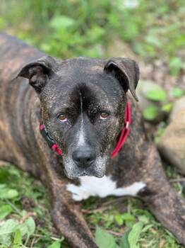 Rescue American Staffordshire Terrier and American Bulldog Dogs for Adoption in Charlotte, Michigan - Teddy | PetCurious