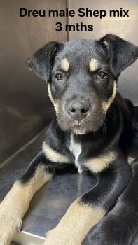 German Shepherd Dog and Great Pyrenees Dogs Available for Adoption - Drue | PetCurious