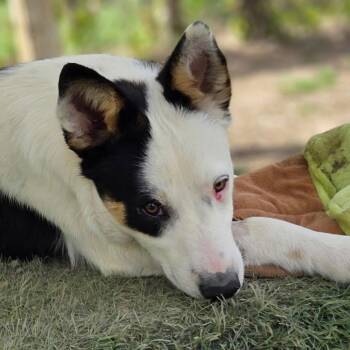 Border Collie and Terrier Dogs Available for Adoption in Bloomfield, Connecticut - Lobo | PetCurious
