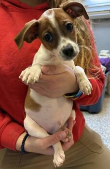 Feist and Mixed Breed Dogs Available for Adoption - HARRY | PetCurious