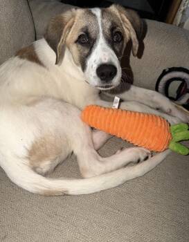 Carrot -  Shepherd Dog for Adoption in Cheektowaga, New York - Carrot | PetCurious