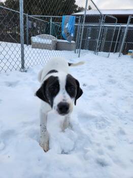 Pointer Dogs Available for Adoption - Goose | PetCurious