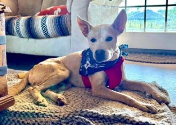 Rescue Cattle Dog Dogs for Adoption in Murrieta, California - Toothpick | PetCurious