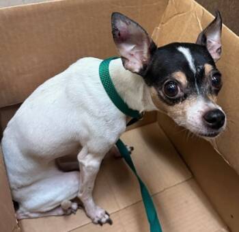 Rescue Chihuahua and Mixed Breed Dogs for Adoption in Honolulu, Hawaii - 59748383 | PetCurious